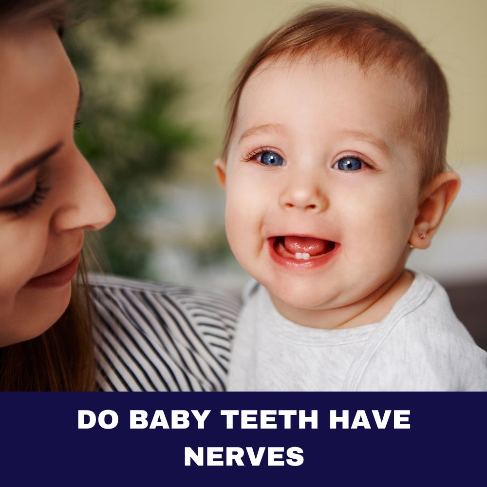 Do Baby Teeth Have Nerves 2